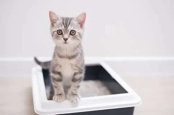 Cat Steps Out of Litter Box
